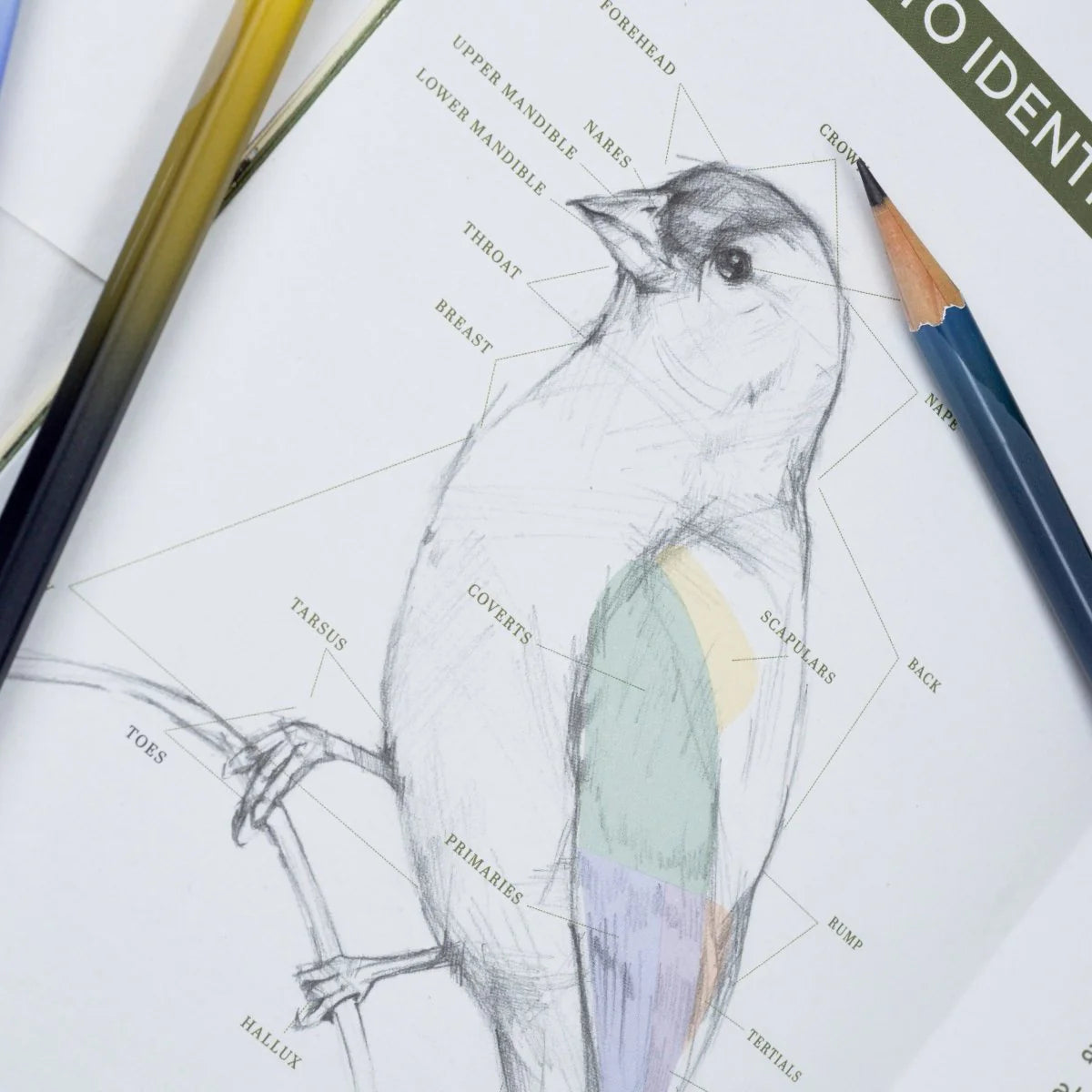 Blackwing Quarterly Zine - Issue 2 (Volume 458)