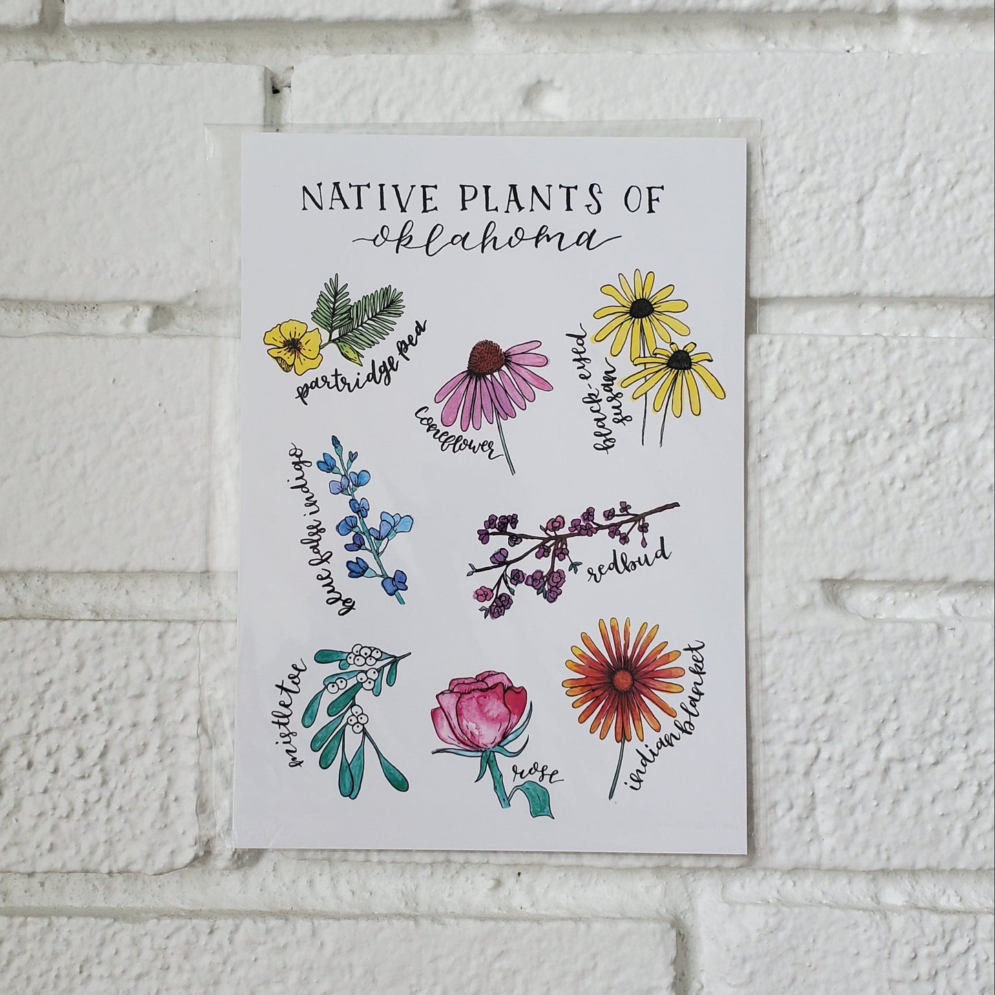Native Plants of Oklahoma - Postcard