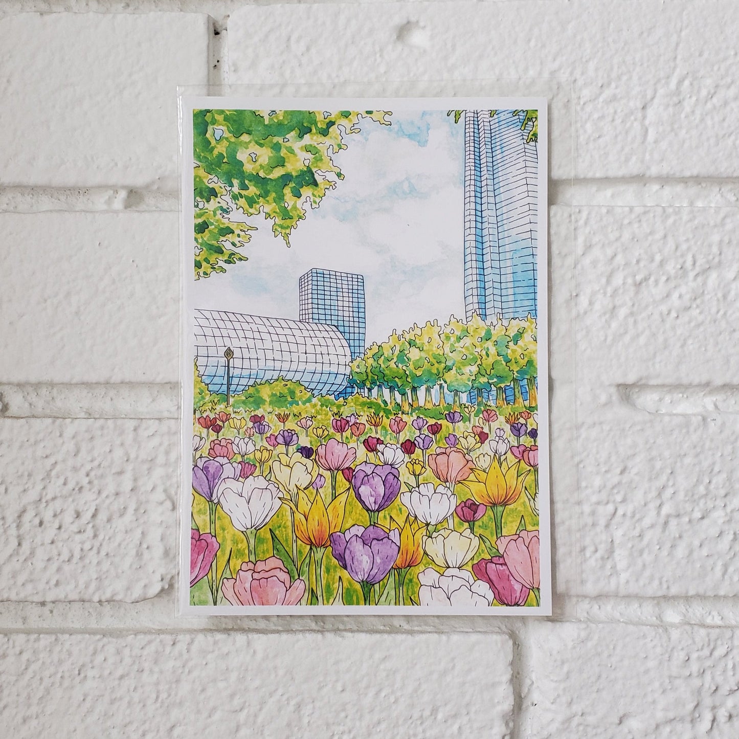 Tulips in Oklahoma City - Postcard